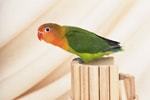 江戸川区小岩・新小岩・篠崎・平井エリアの動物病院　宍戸動物病院の画像17