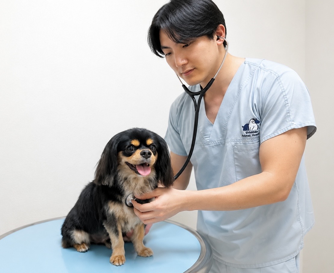 聴診器で診察をする獣医師