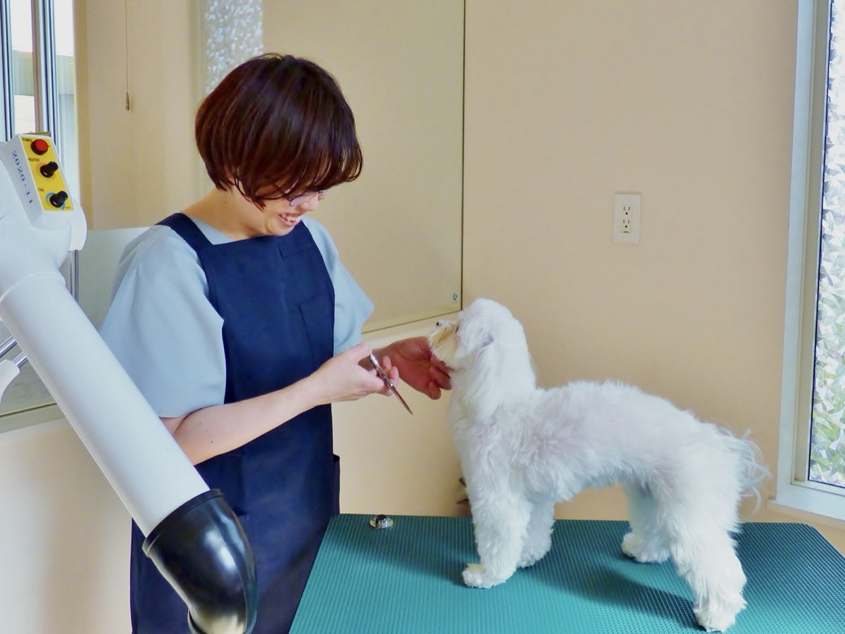 トリミングの様子